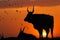 Silhouette of bull and cow on sunset and birds