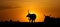 Silhouette of bull and heard of cows