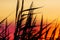 Silhouette of bulrush on sunset background