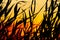 Silhouette of bulrush on sunset background