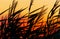 Silhouette of bulrush on sunset background