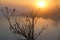 Silhouette of bushes during sunrise on the mountain top of Phu Kradueng National Park