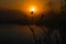 Silhouette of bushes during sunrise on the mountain top of Phu Kradueng National Park