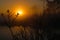 Silhouette of bushes during sunrise on the mountain top of Phu Kradueng National Park