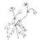 Silhouette of buttercup on white background. Wildflower. Isolated vector hand drawn element. Outline illustration
