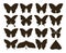 Silhouette butterflies. Simple collection of hand drawn black tattoo shapes, vintage insect set. Vector butterfly