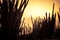 Silhouette of Cactus against sunset light