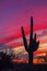 Silhouette Of Cactus With Fiery Red Sunset In Arizona