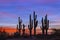 Silhouette Of Cactus Stand At Sunrise
