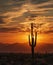Silhouette Of Cactus At Sunrise In AZ