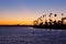 Silhouette of California Palm trees