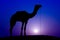 Silhouette camel