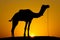 Silhouette camel