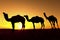 Silhouette of a Camel in the desert.