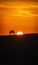 The silhouette of camel and the man on the top of the sandy dune with the sun going down at Sahara desert.