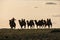 Silhouette of camel rider going wih other camels tied with rope in backlight