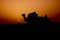 Silhouette of a camel at Sam Desert, Jaisalmer, Rajasthan, India