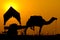 Silhouette camel at sunset in India .