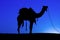 Silhouette camel at sunset, India.