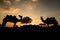 Silhouette of the Camel Trader crossing the sand dune during sunset.