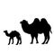Silhouette of camel and young small camel