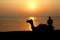 Silhouette Camels in india at the sea sunset