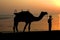 Silhouette Camels in india at the sea sunset