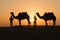 Silhouette camels in Thar desert