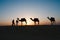 Silhouette camels in Thar desert