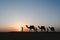 Silhouette camels in Thar desert