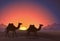 Silhouette camels walking in Arabian desert with colorful sunset and cloudscape. The brown silhouette of the caravan in the desert