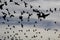 This silhouette of Canada Geese was taken in winter at a pond. And with this photo, I was really trying to capture the immense qua