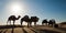 Silhouette of a caravan of camels in sand dunes - South Tunisia