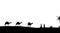 Silhouette of Caravan mit people and camels wandering