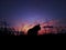 Silhouette of a cat on sunset background. Purple, pink, orange colours