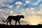 Silhouette of cheetah