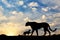 Silhouette of a cheetah and cubs