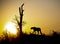 Silhouette of cheetah on a hillside