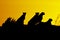 Silhouette of cheetahs