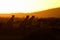 Silhouette of cheetahs