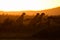 Silhouette of cheetahs