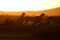 Silhouette of cheetahs