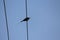 A silhouette of a cinnamon throated bee eater which perches on a cable. This bird has a beautiful long tail and a sharp beak