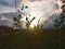 Silhouette of Cleome Viscosa, An African Plant, with Sunrise the Morning