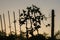 Silhouette climber small plants in backyard home garden