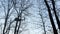 Silhouette of a Climber who walk on a rope between the trees in the adventure Park