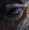 Silhouette closeup of thoroughbred Canadian rodeo barrel racing horses eye