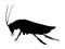 Silhouette of cockroach