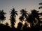 Silhouette of Coconut field in twilight sky in the evening