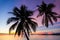 Silhouette coconut palm tree with coloful sunset over the sea in